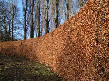 Rode beukhaag geen doorkijk (Fagus Sylvatica 'Atropunicea') - blote wortel - 100/125 cm