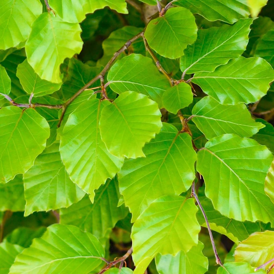 Groene beukhaag geen doorkijk (Fagus Sylvatica) - blote wortel - 80/100 cm