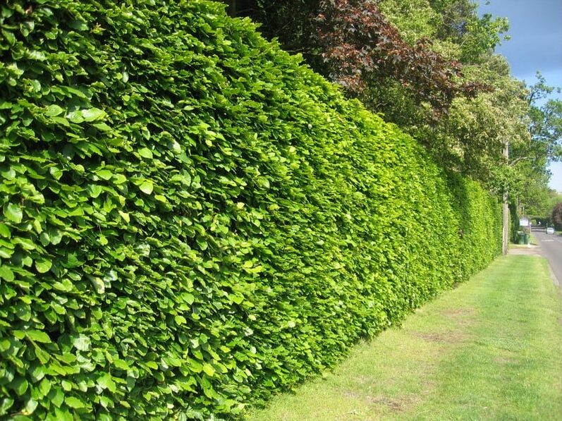 Grüne Buchenhecke ohne Aussicht (Fagus Sylvatica) – wurzelnackt – 80/100 cm