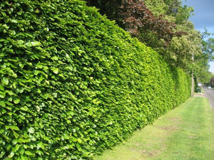 Grüne Buchenhecke ohne Aussicht (Fagus Sylvatica) – wurzelnackt – 125/150 cm