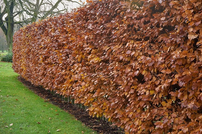 Grüne Buchenhecke ohne Aussicht (Fagus Sylvatica) – wurzelnackt – 60/80 cm