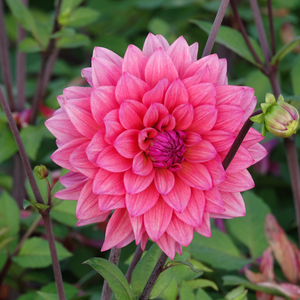 Dahlia pakket 'Onze 12 favorieten'