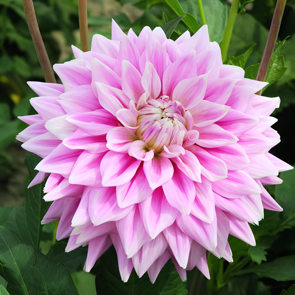 Dahlia 'Ferncliff Inspiration'