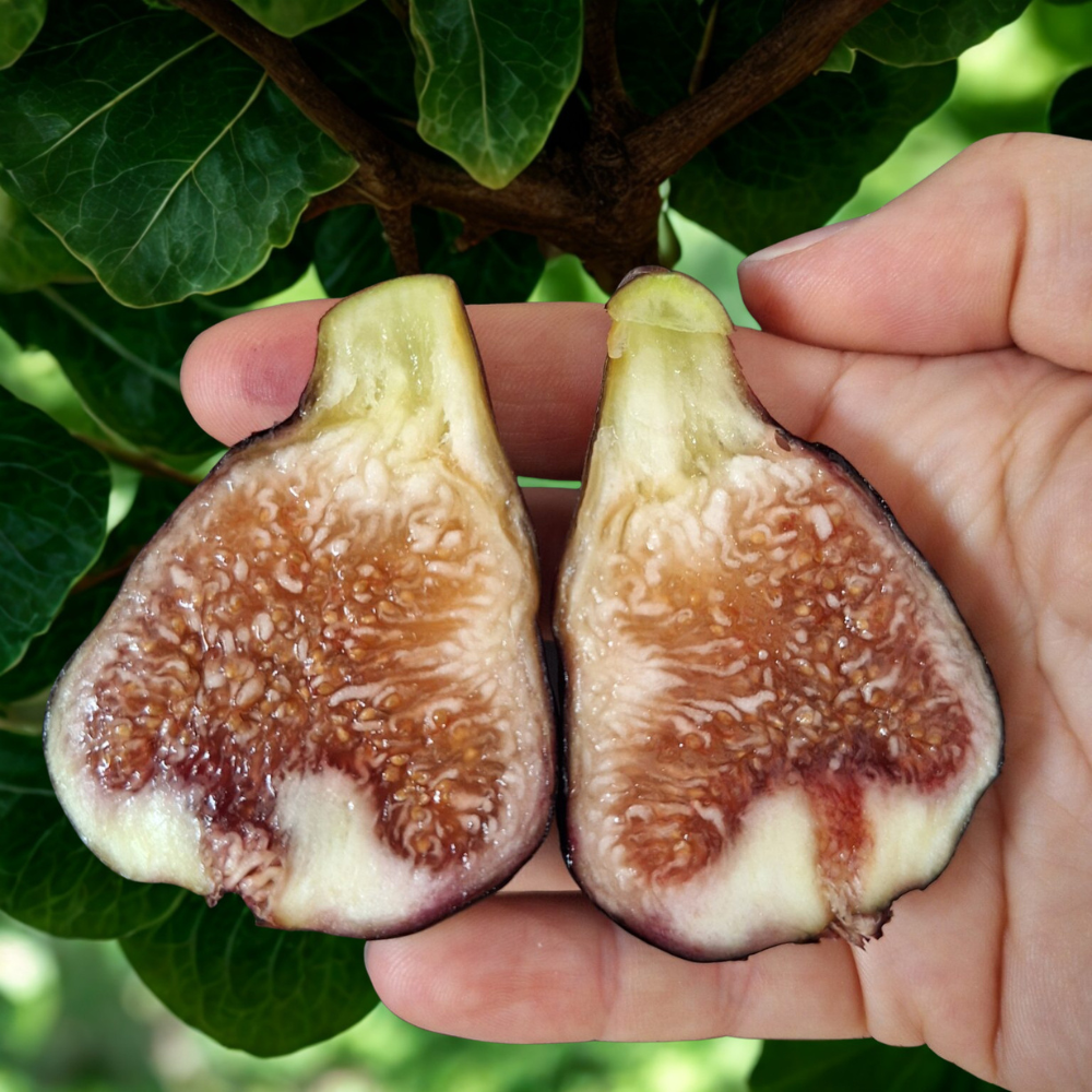 Figuier - Ficus carica 'Brown Turkey' en pot de 2 litres 