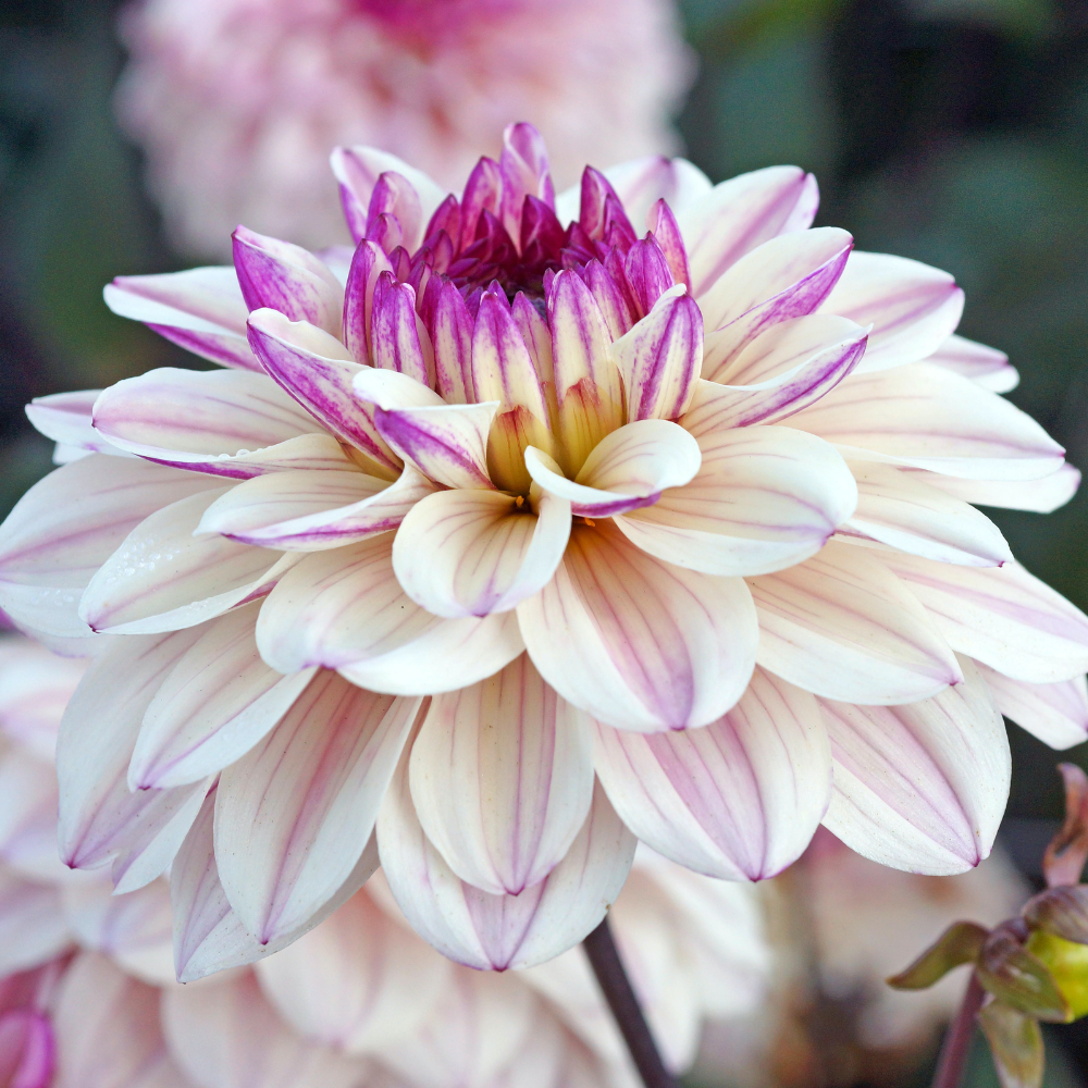 Dahlia 'Flashback'