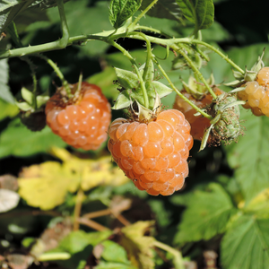 Framboise de fin d'été 'Golden Everest' BIO