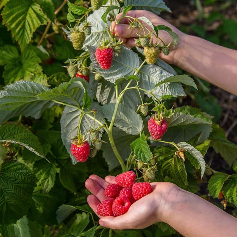 Himbeere 'Enrosadira'