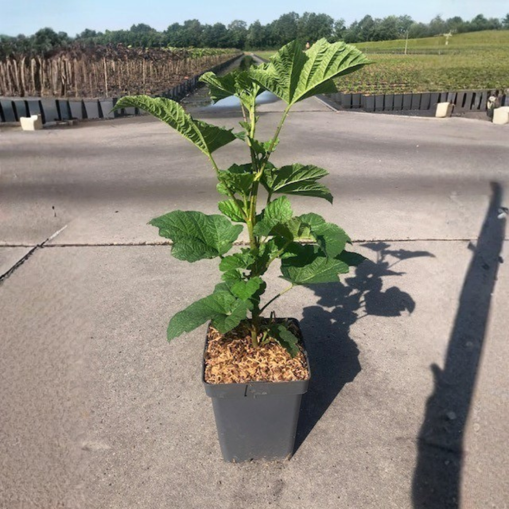 Framboisier Rubus i. 'Tour de Framboise en pot de 5L