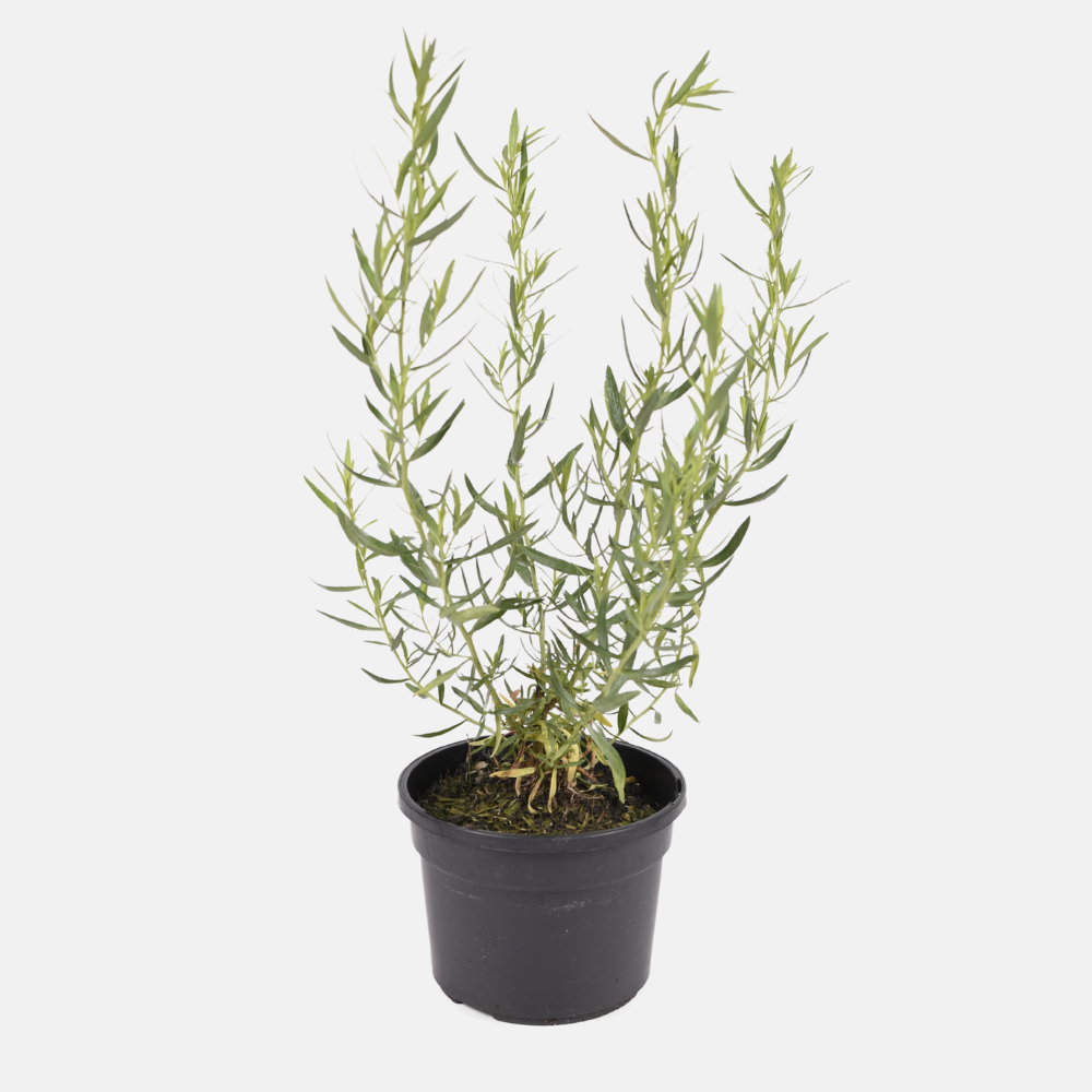 Estragon français (Artemisia dracunculus) - 'Senior' BIO