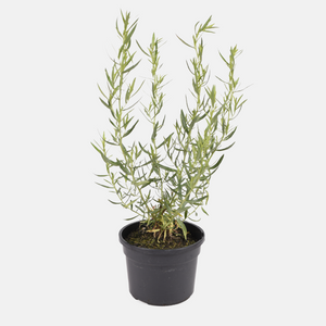 Estragon français (Artemisia dracunculus) - 'Senior' BIO