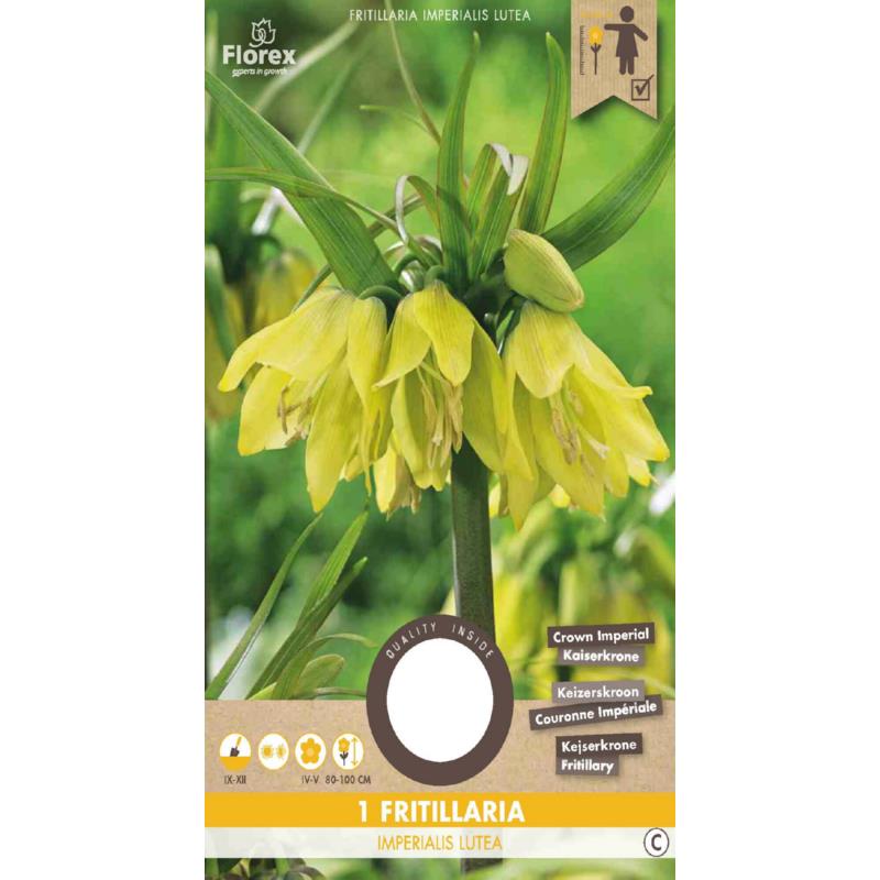 Fritillaria Imperialis (Keizerskroon) Lutea - 1 stuk