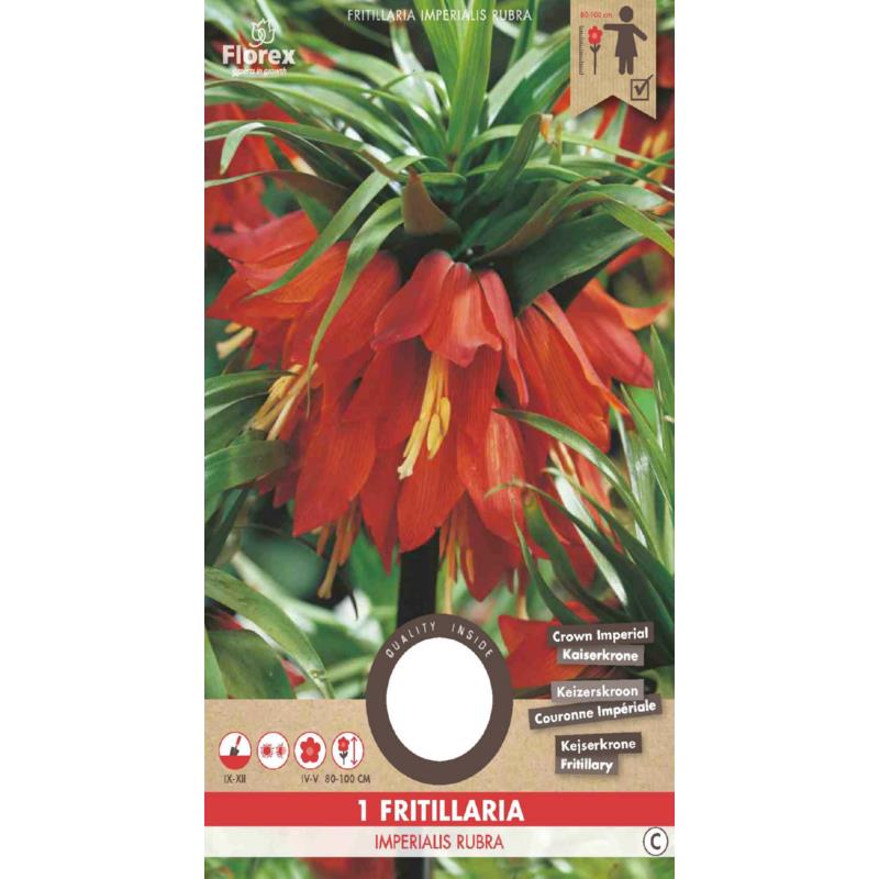 Fritillaria Imperialis (Kaiserkrone) Rubra - 1 Stück