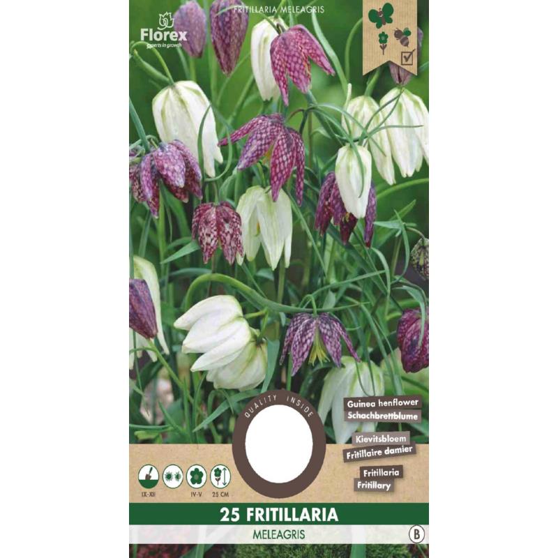 Fritillaria Meleagris (Kievitsbloem) - 25 stuks