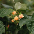Herfst framboos 'Fallgold' - Laat - Blote wortel - Plukkers.com
