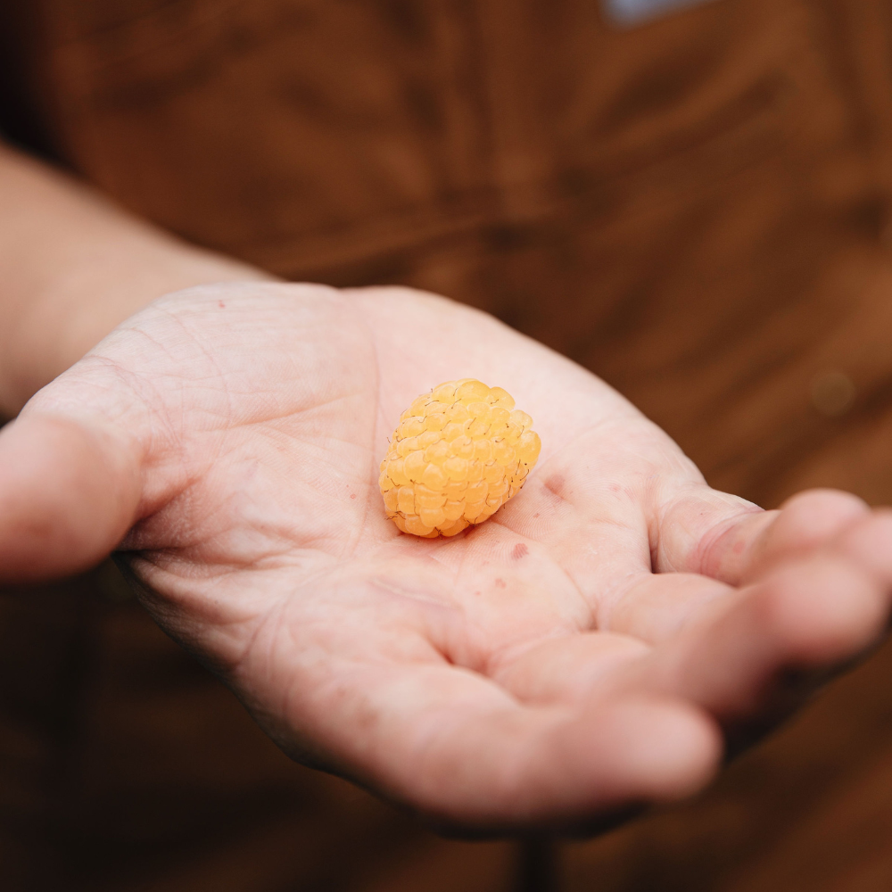 Summer raspberry 'Golden Everest' BIO - Late