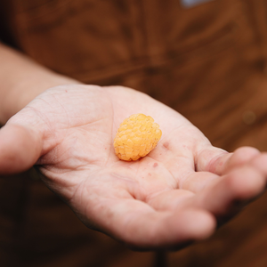 Summer raspberry 'Golden Everest' BIO - Late