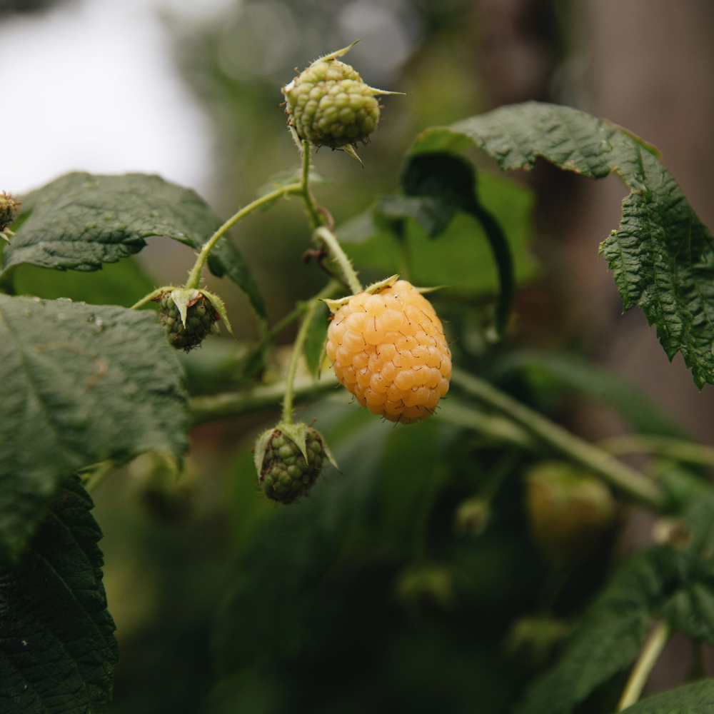 Summer raspberry 'Golden Everest' BIO - Late