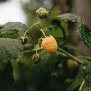 Summer raspberry 'Golden Everest' BIO - Late