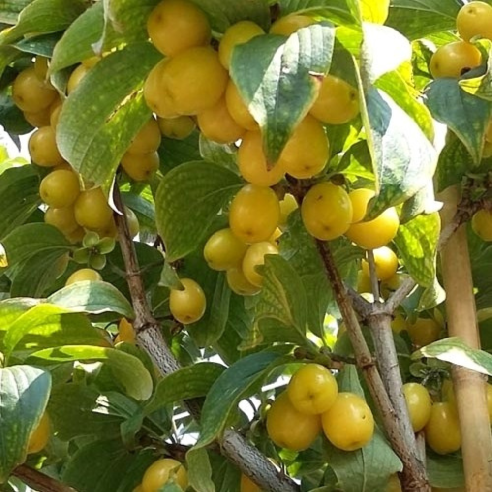 Gele kornoeljekers ‘Neshny’ - Gele bessen