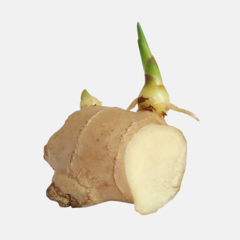 Gember -  1 stuk wortelstok