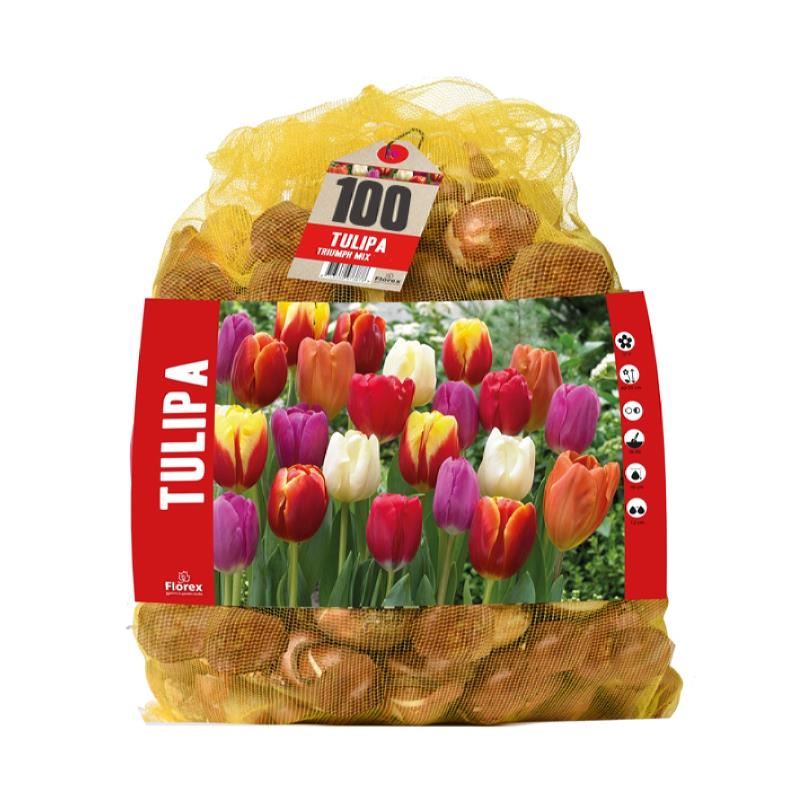 Tulpen Triumph Mix - 80 Stück