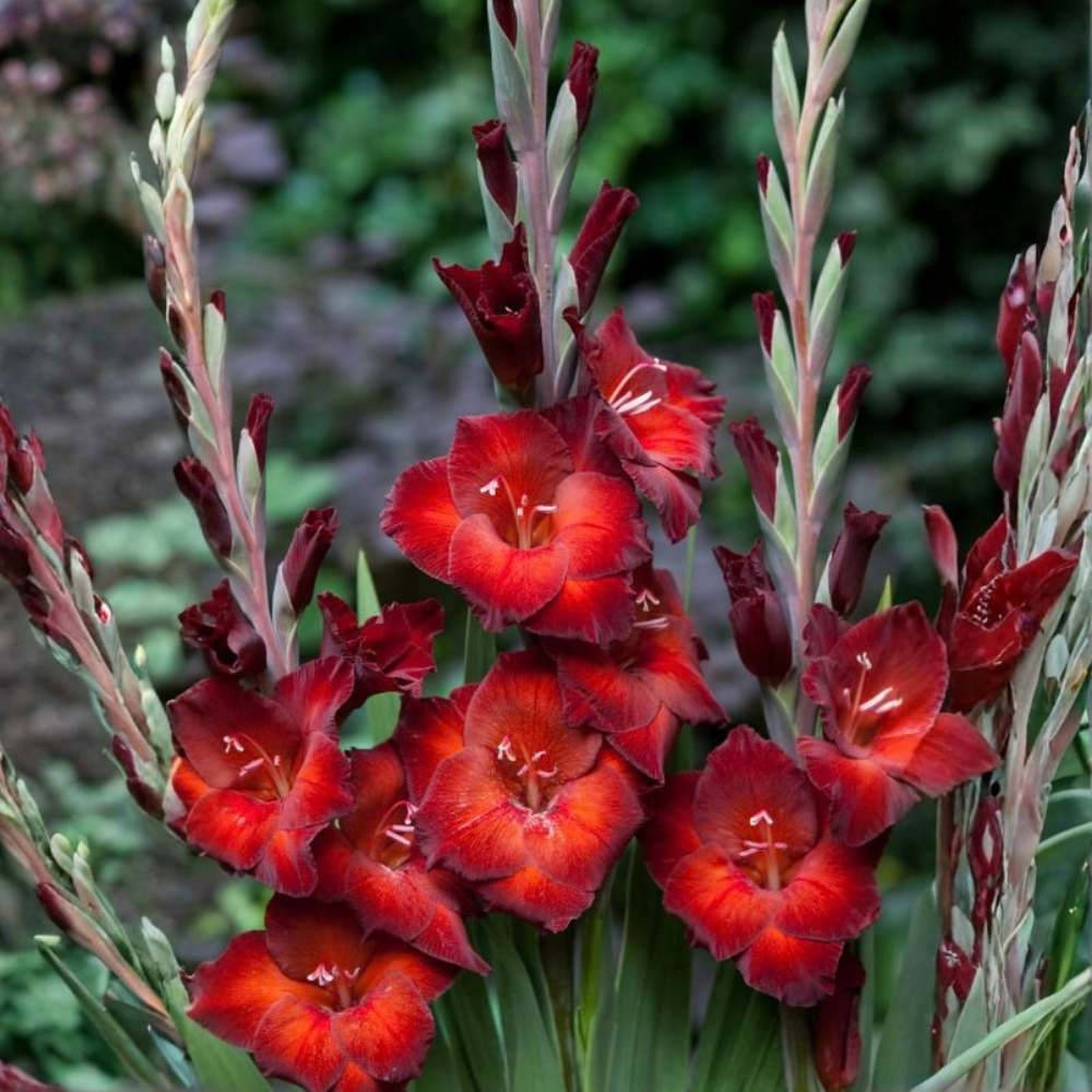 Gladiool "Azurro"  - 10 stuks