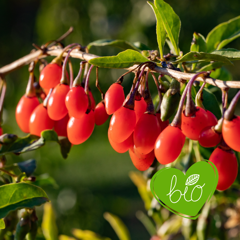 Goji berry 'Instant Success' BIO