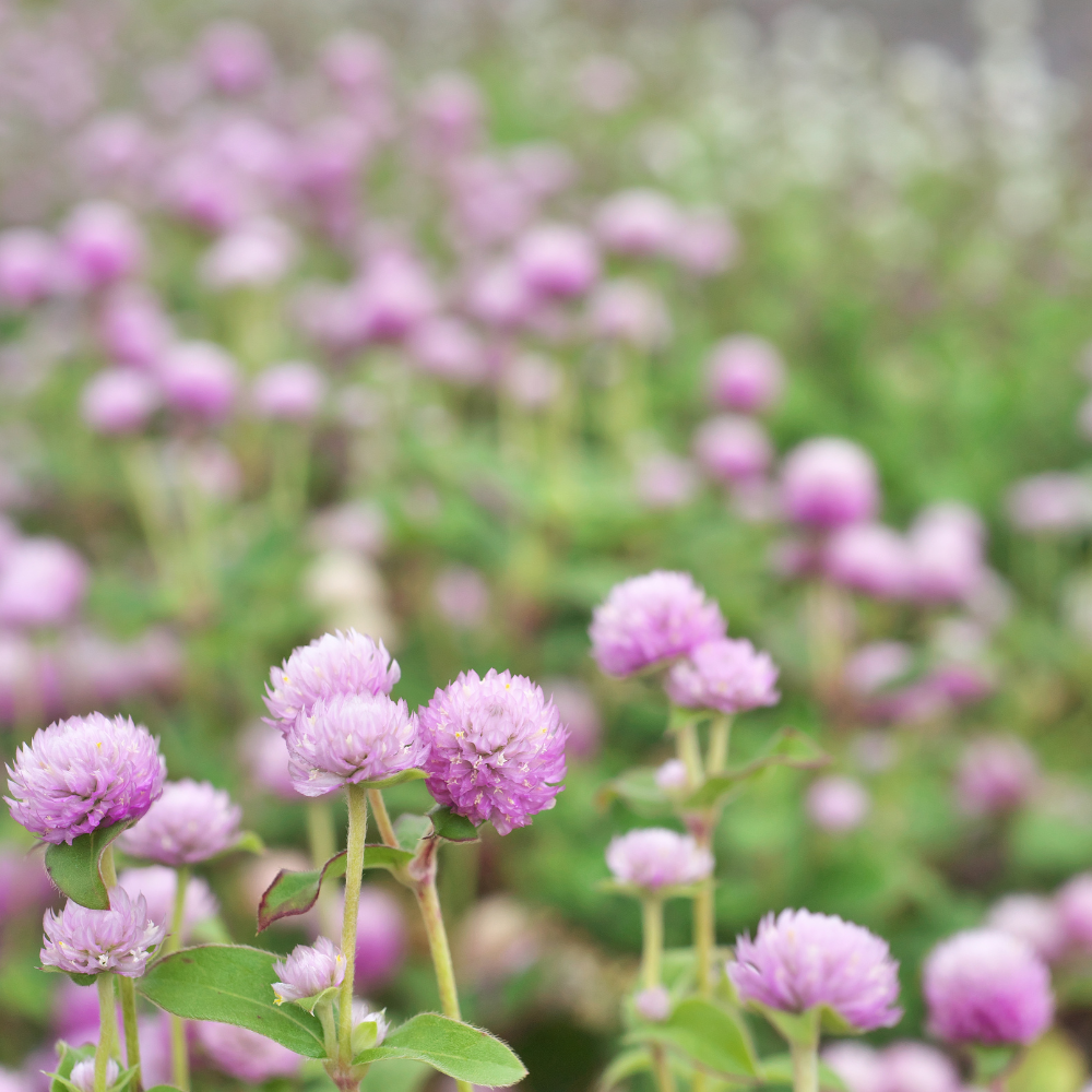 Gomphrena globosa (Bullet Amaranth) - 'Rose'