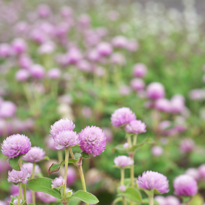 Gomphrena globosa (Kugelamaranth) – Rose