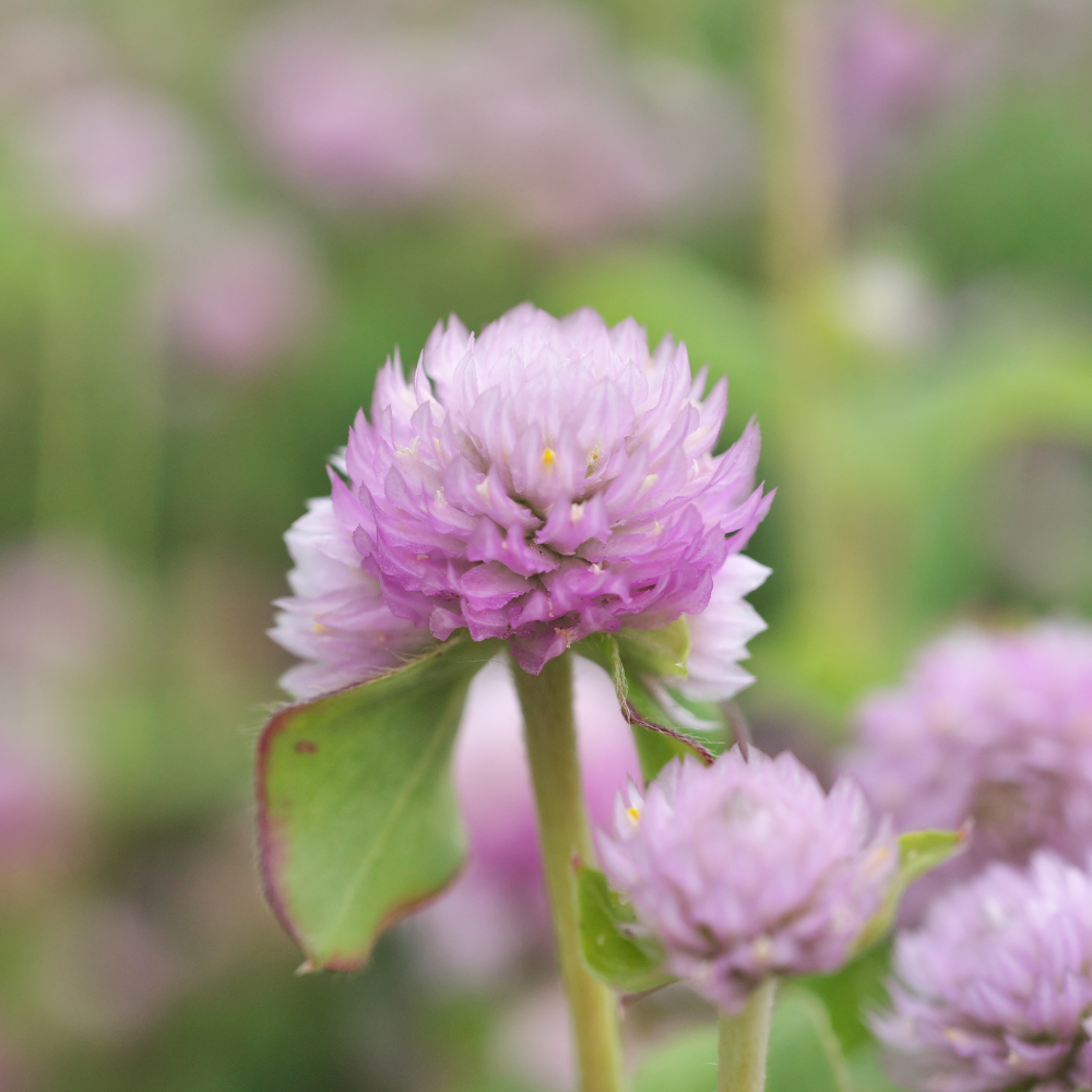 Gomphrena globosa (Bullet Amaranth) - 'Rose'