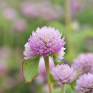 Gomphrena globosa (Kugelamaranth) – Rose