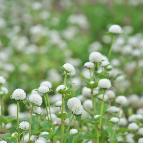 Gomphrena globosa (Kugelamaranth) – Weiß