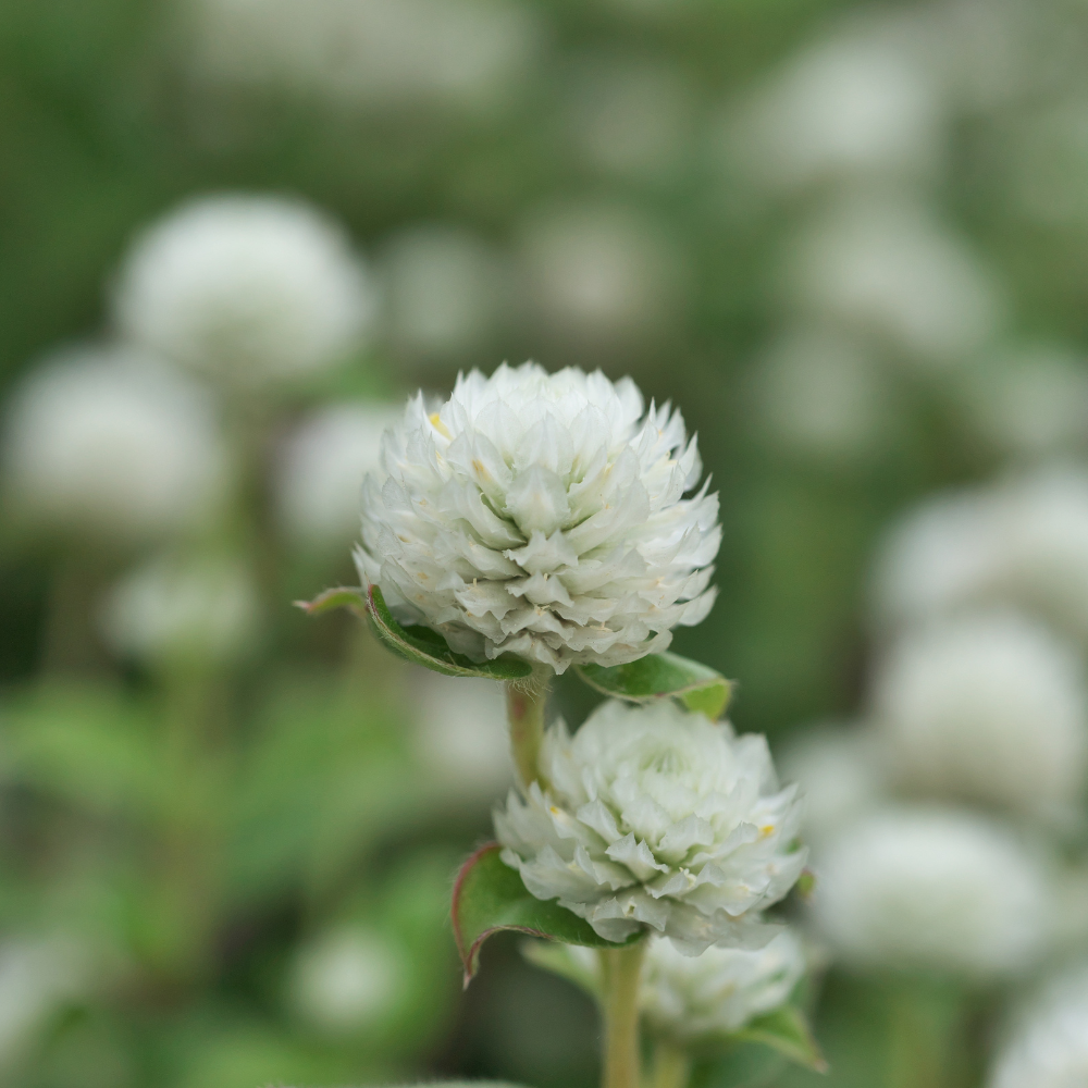 Gomphrena globosa (Bullet Amaranth) - 'White'
