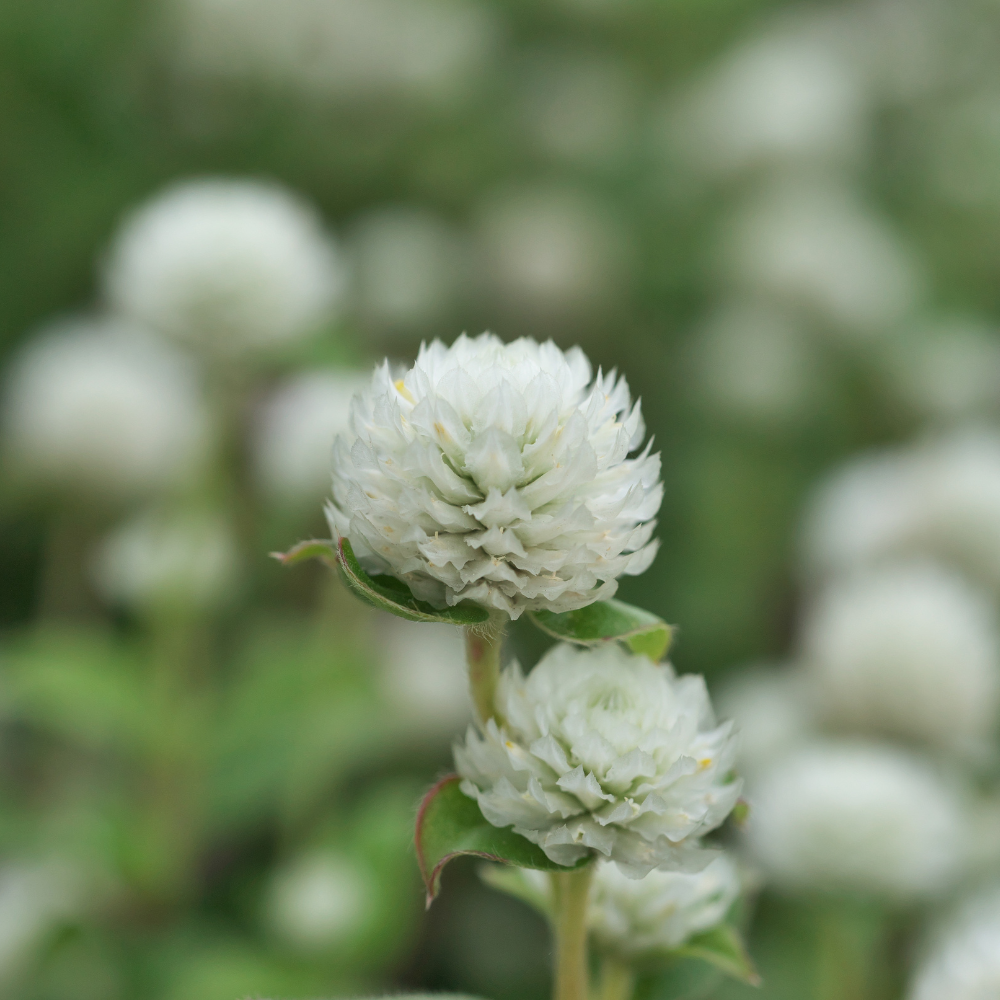 Gomphrena globosa (Kugelamaranth) – Weiß