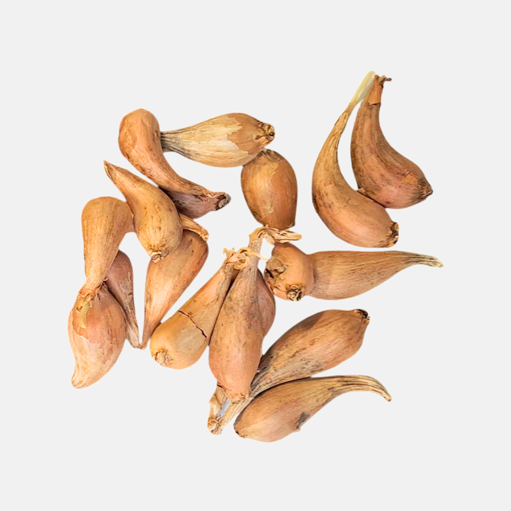 Plantsjalot 'Griselle' - 250 gram