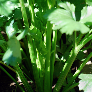 Groene selder plantjes 5 stuks BIO