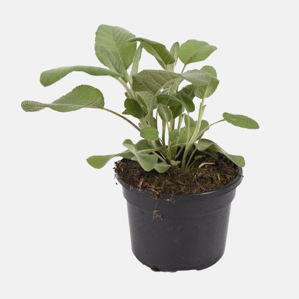 Sauge à grandes feuilles (salvia off.) - 'Berggarten' BIO