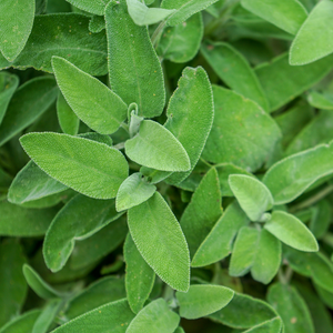 Sauge à grandes feuilles (salvia off.) - 'Berggarten' BIO