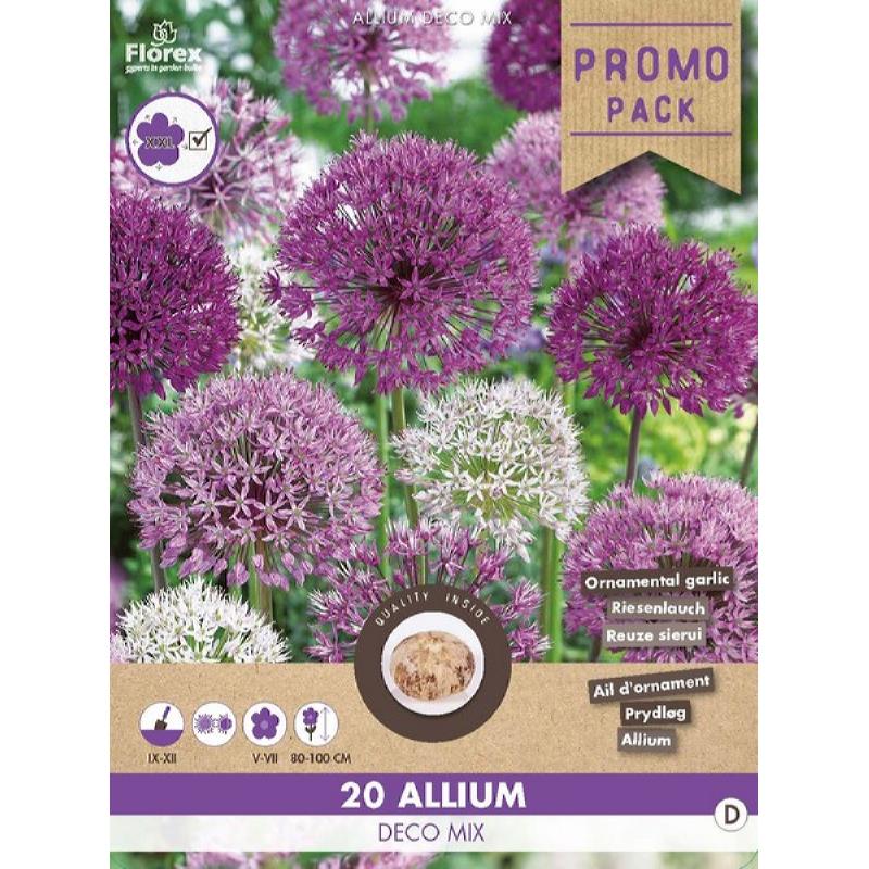 Allium (Zierzwiebel) lila Mischung – 20 Stück