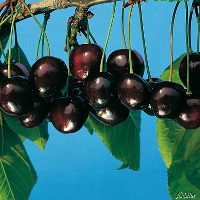 Espalier de cerisier à tige basse - Grosse Schwarze Knorpelkirsch