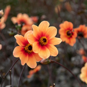 Dahlia 'HS Date'