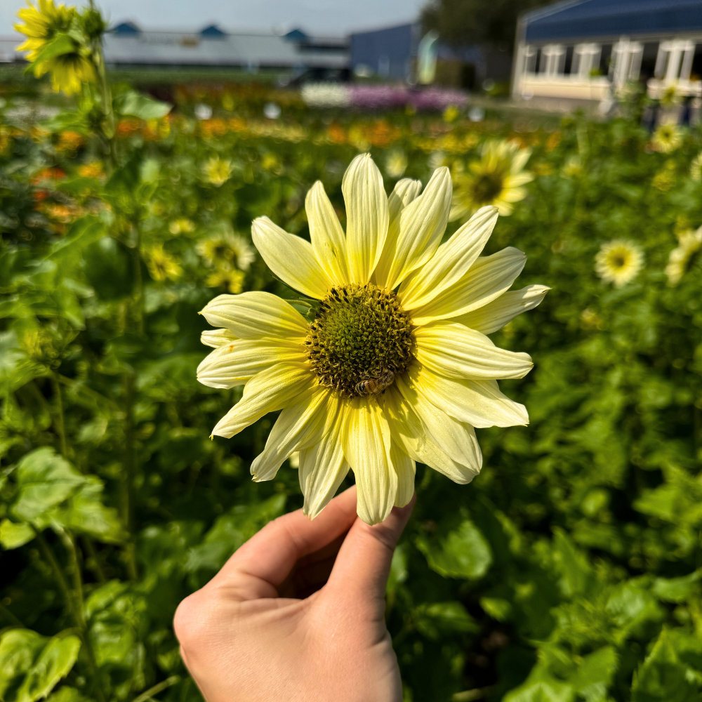 Heliantus debilis (Sonnenblume) – Italienisches Grünes Herz