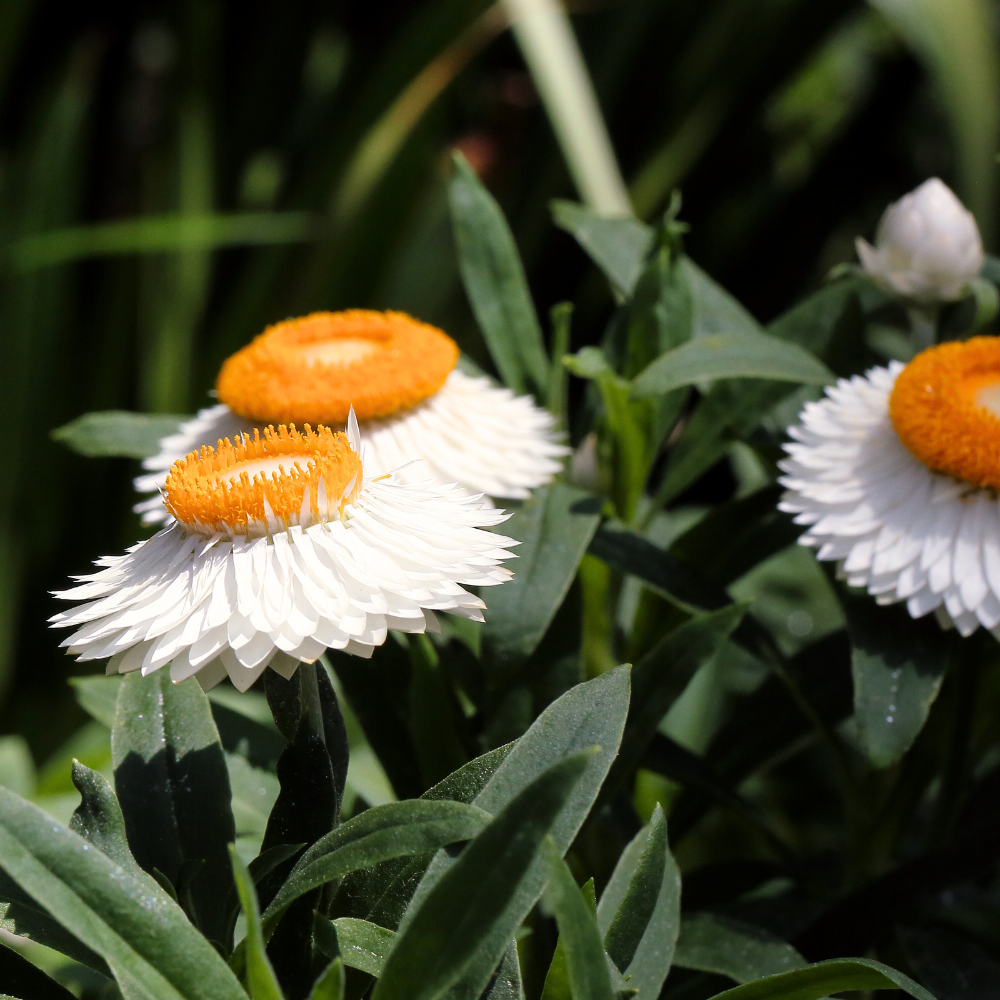 Helichrysum bracteatum (strobloem) - Creamy White