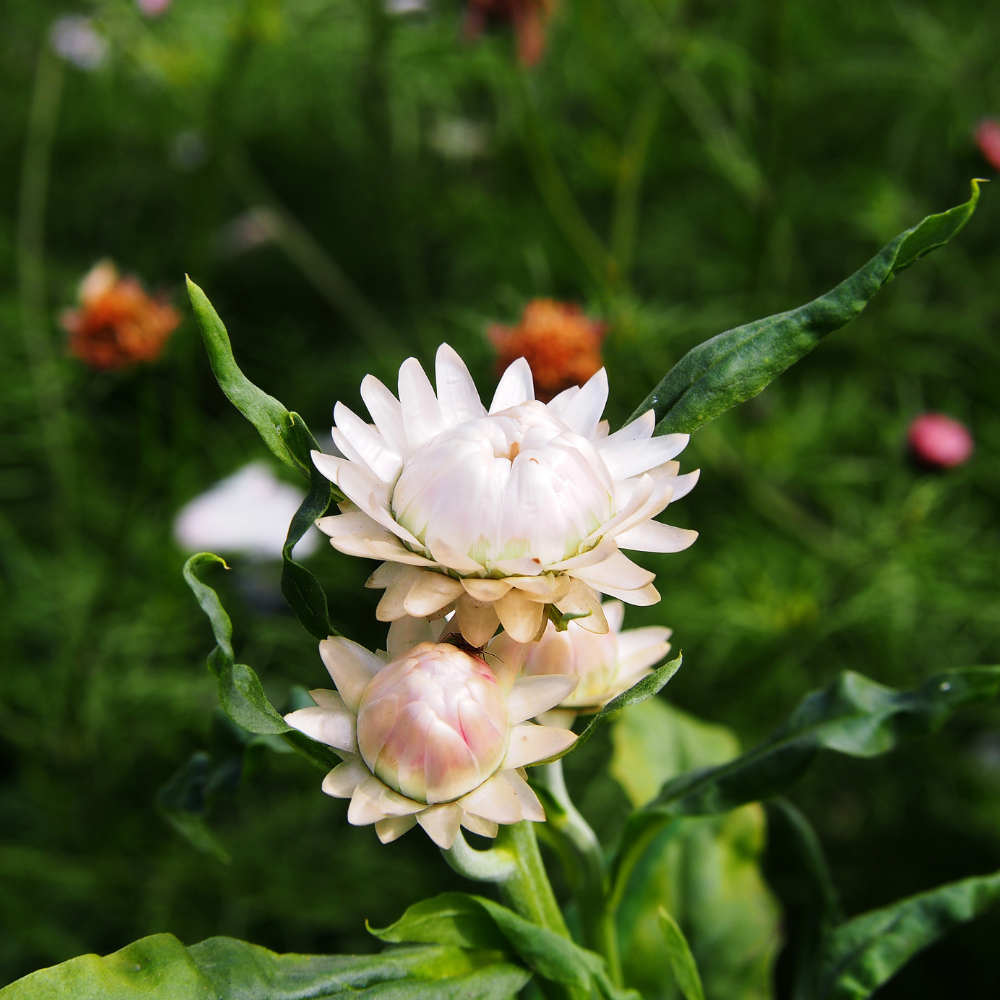 Helichrysum bracteatum (straw flower) - 'Creamy White'