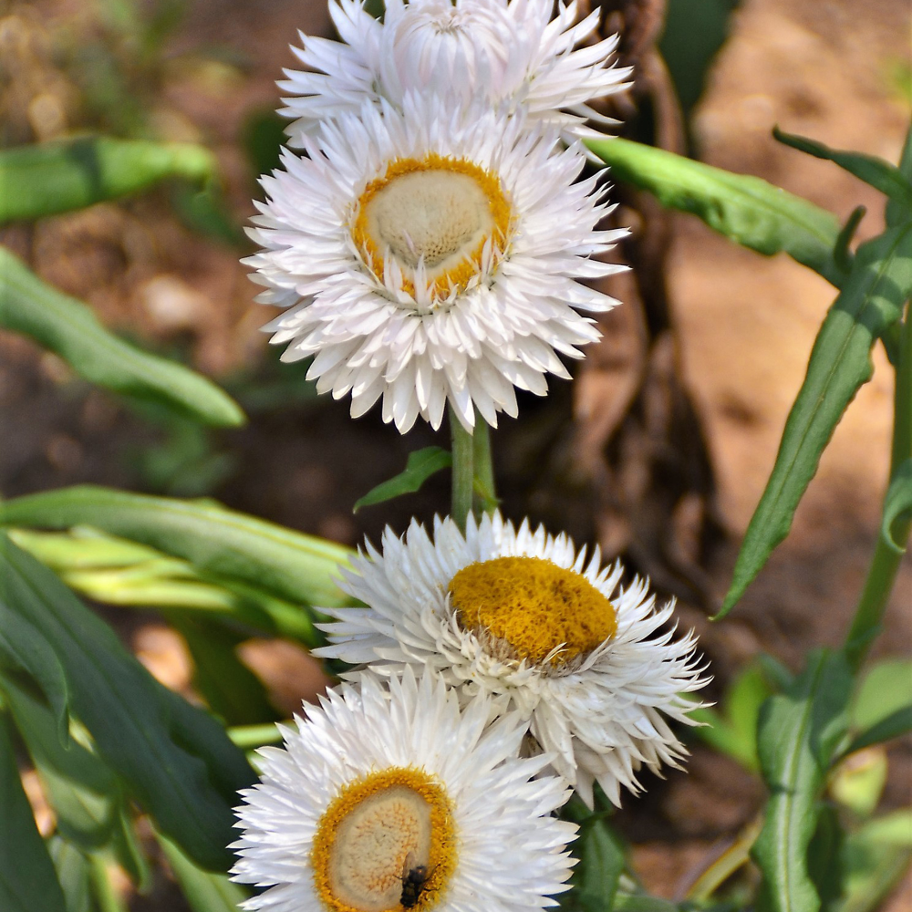 Helichrysum bracteatum (straw flower) - 'Creamy White'