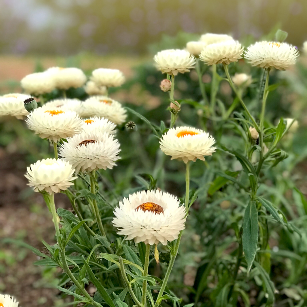 Helichrysum bracteatum (straw flower) - 'Creamy White'