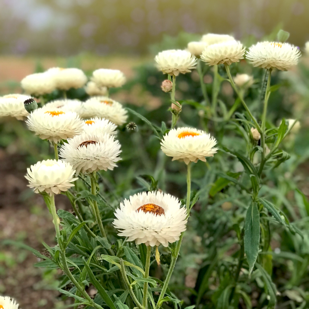 Helichrysum bracteatum (strobloem) - Creamy White