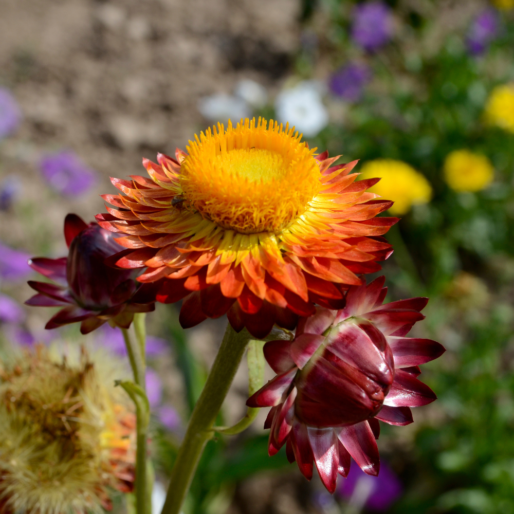 Helichrysum bracteatum (strobloem) - Scarlet