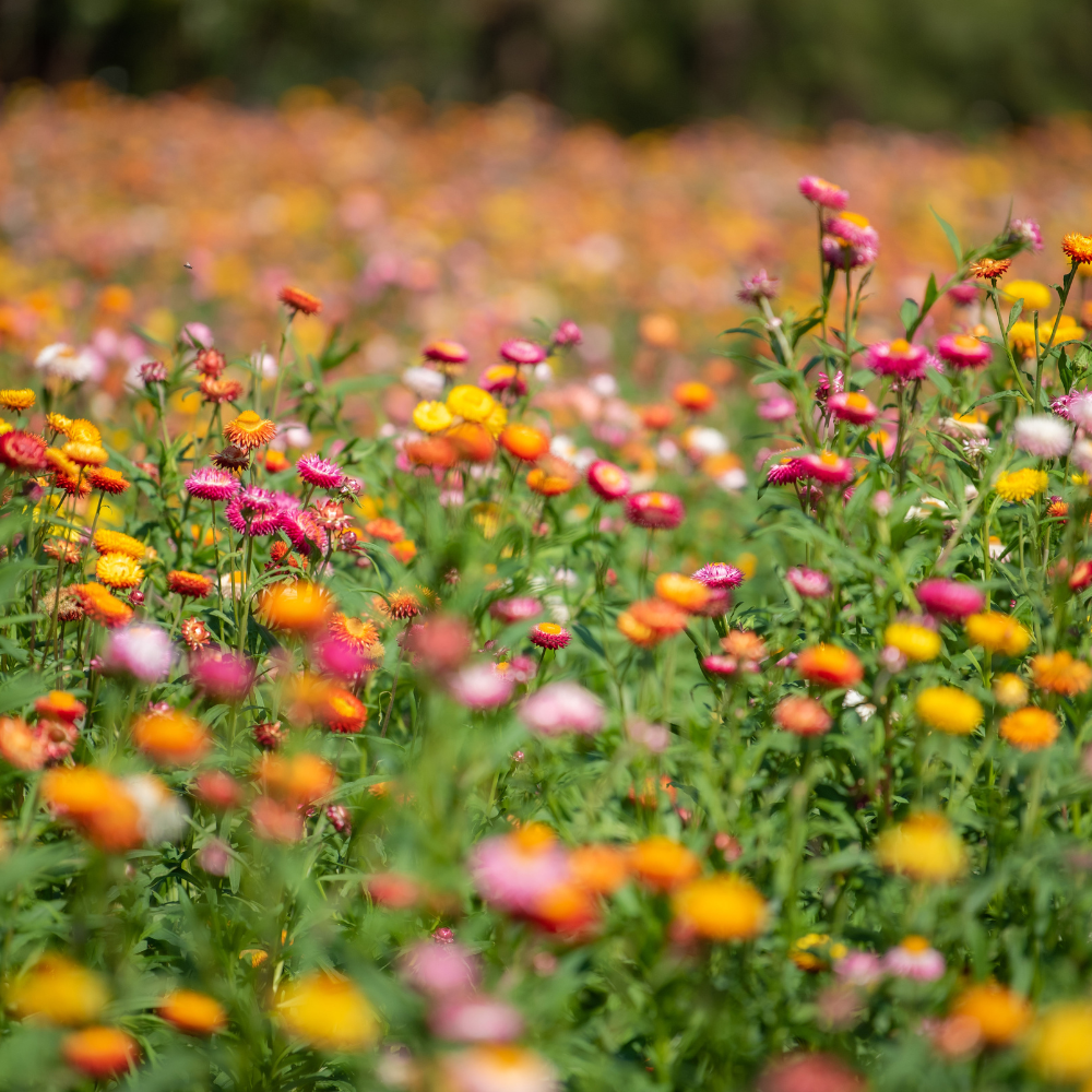 Helichrysum bracteatum (Strohblume) – Schweizer Riesenmischung