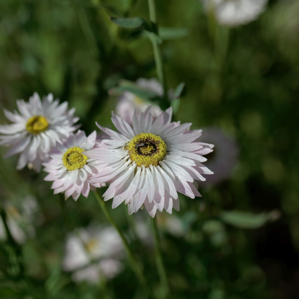 Helipterum roseum (papierbloem) - Pierrot White